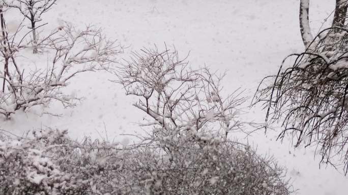 天降大雪