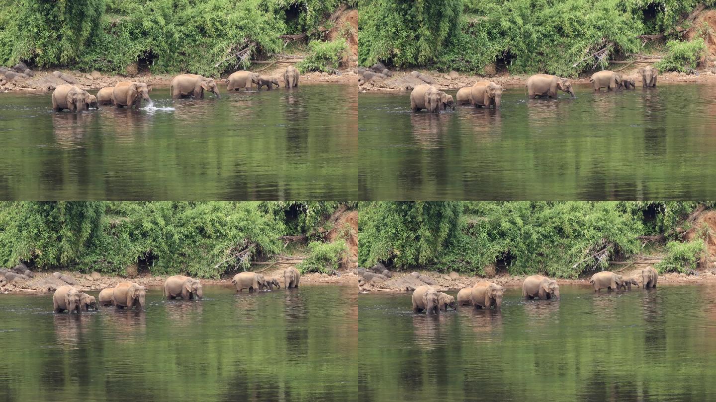 一群野生象在河里喝水