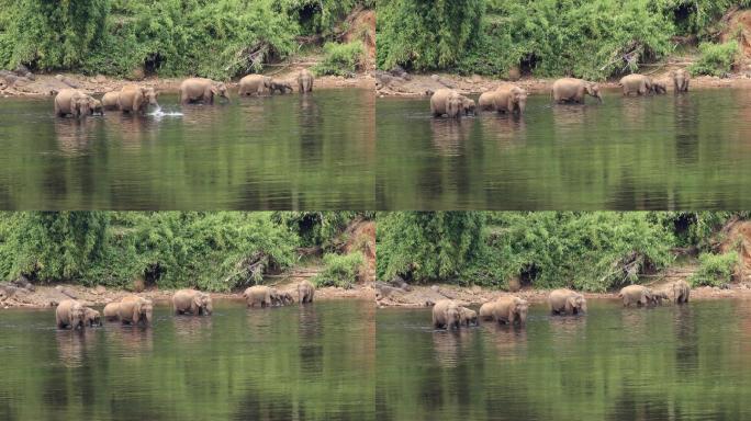 一群野生象在河里喝水