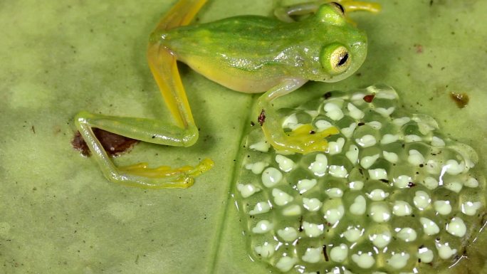 青蛙产卵