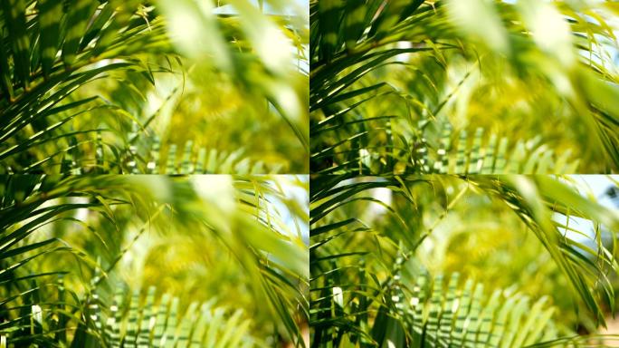 热带绿色棕榈叶光影影子树影绿植叶子风吹摆