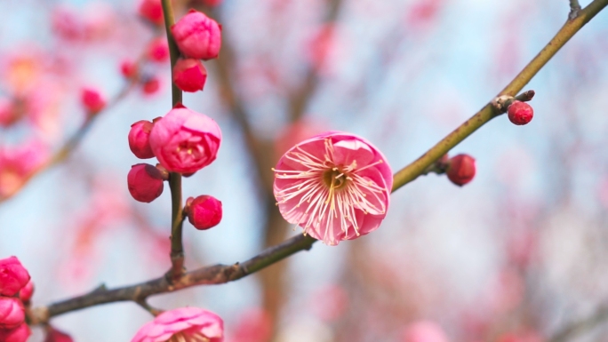 冬日梅花盛开美丽景色