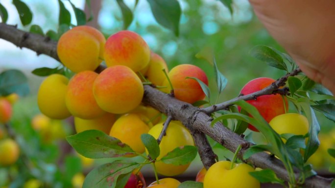 从杏树枝上摘下成熟美味的杏子