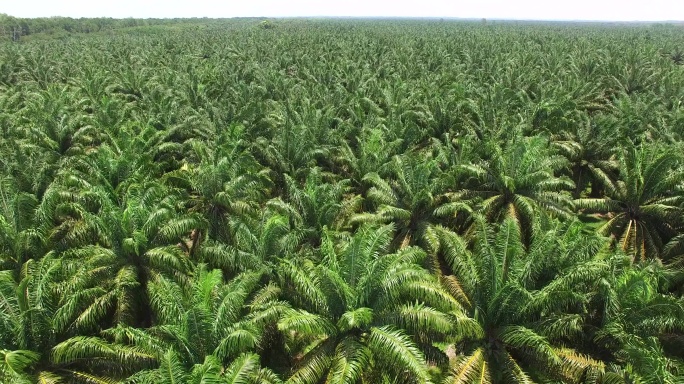 棕榈油种植园的航空镜头