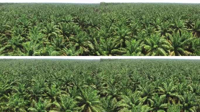 棕榈油种植园的航空镜头
