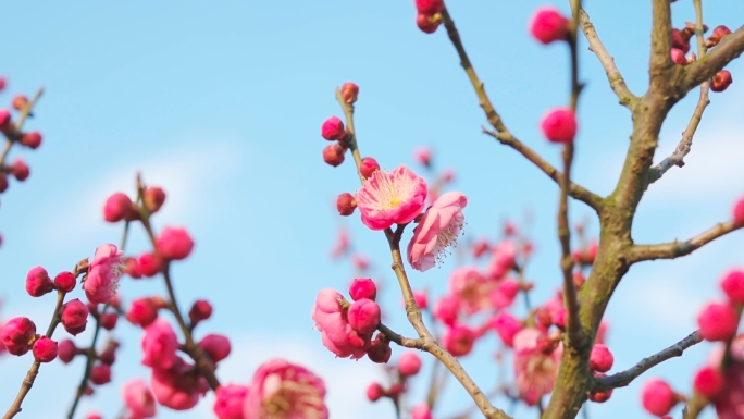 梅花绽放盛开白梅红梅