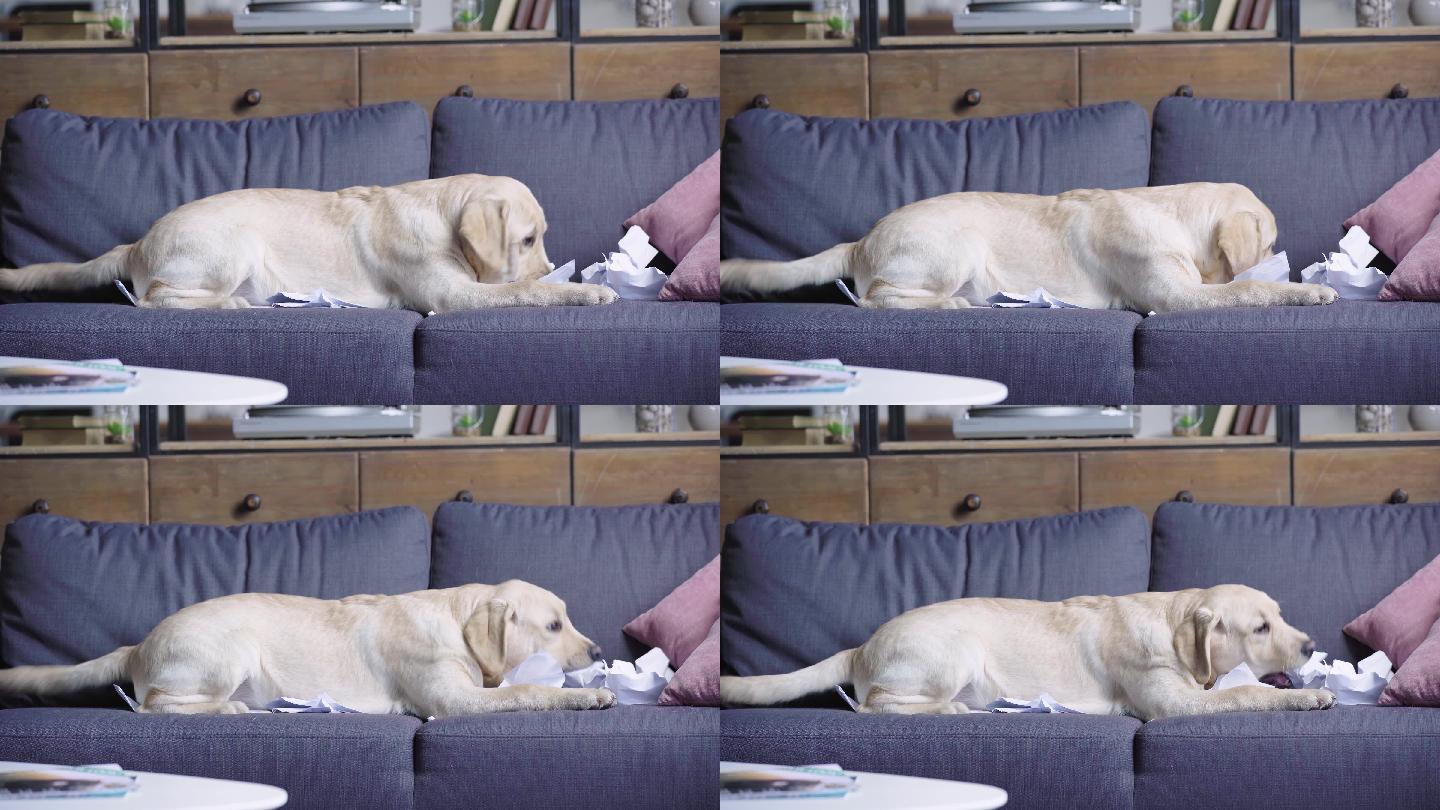 金色猎犬小狗在沙发上碎纸