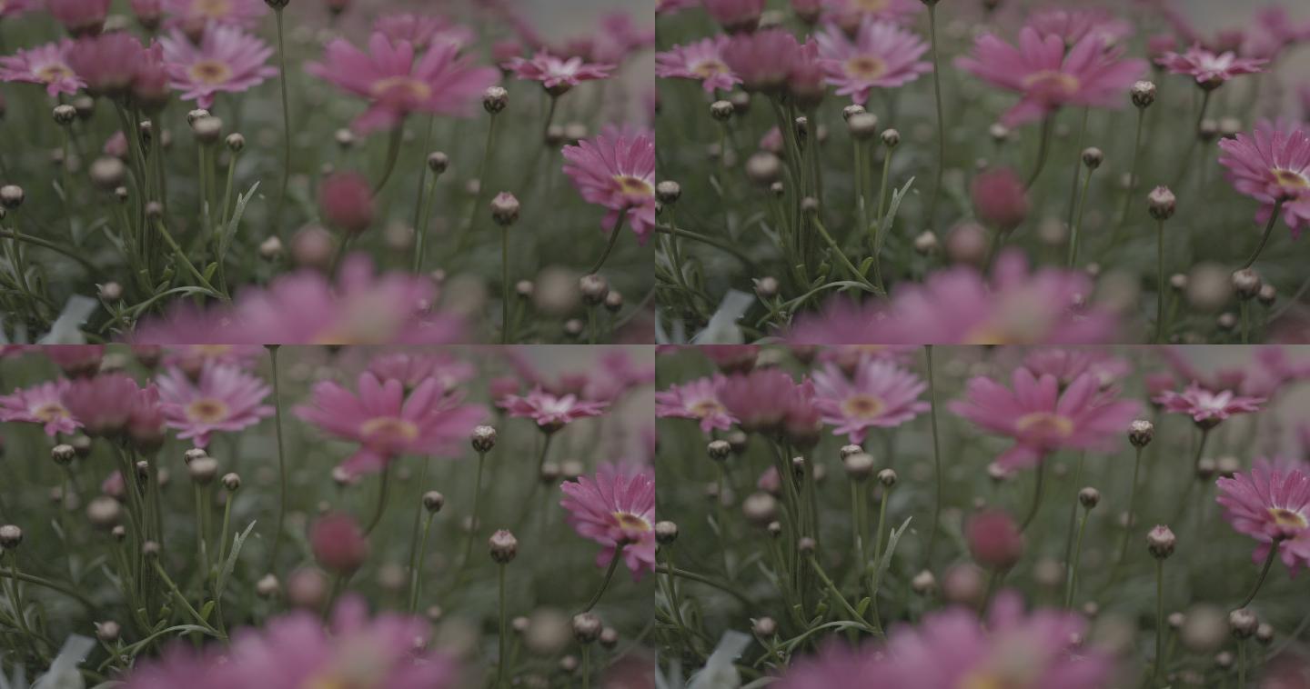 抚摸花朵雏菊花草clog3佳能50帧4K