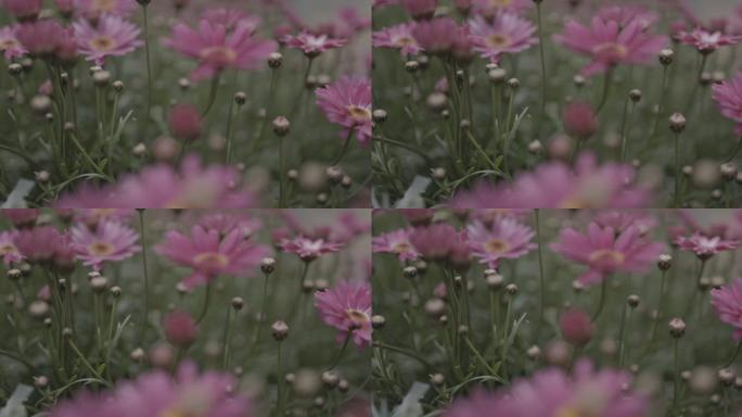 抚摸花朵雏菊花草clog3佳能50帧4K