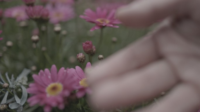 手抚摸花朵雏菊clog3佳能50帧4K