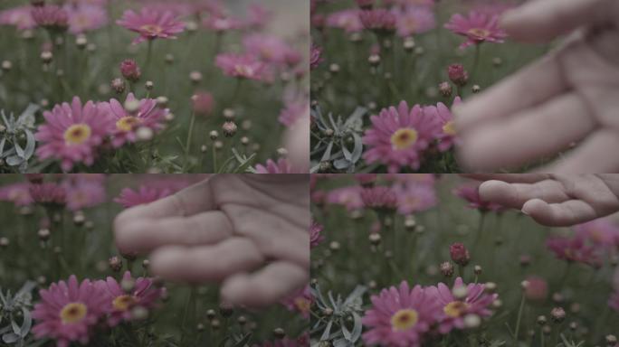 手抚摸花朵雏菊clog3佳能50帧4K