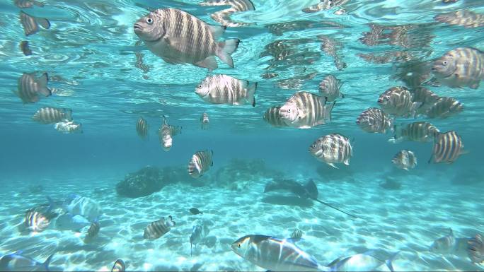 太平洋中的鱼海族馆水族馆大海生物