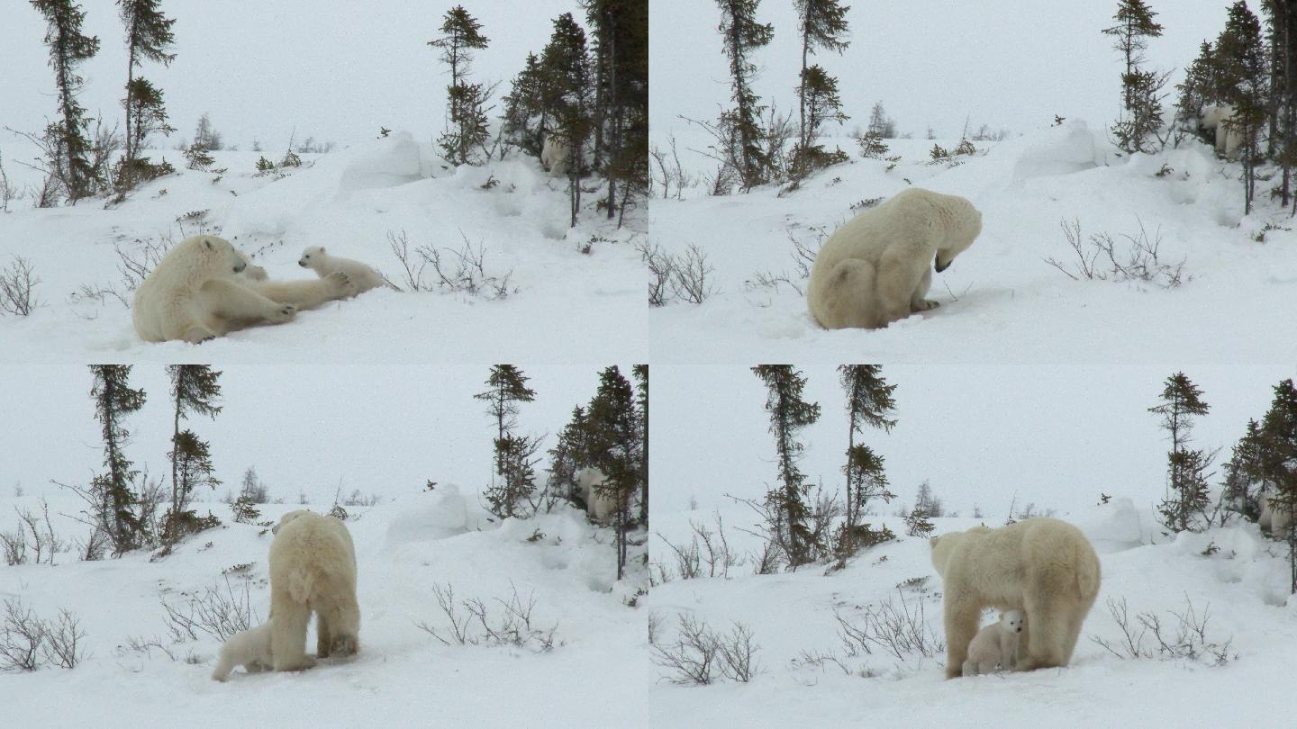 北极熊雌性和幼崽极地冰雪覆盖