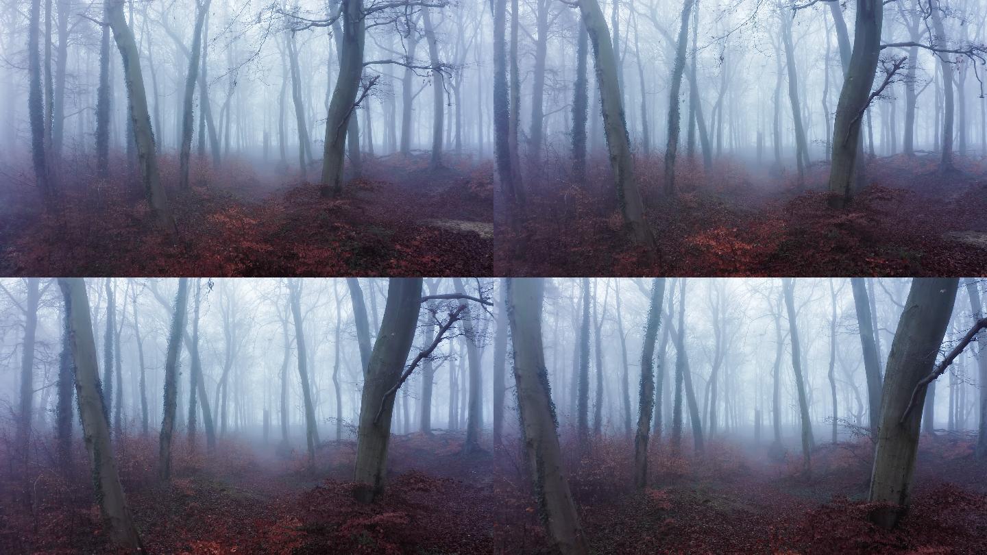 在浓雾天气条件下的秋天树木