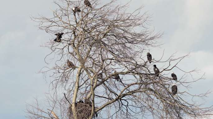 栖息在树上的秃鹰枯树老鹰秃鹫