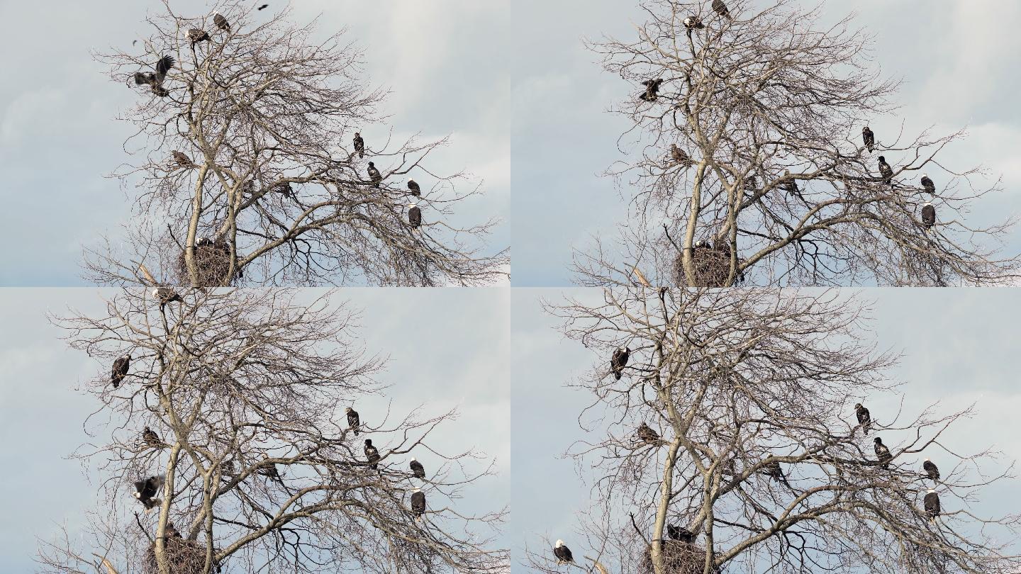 栖息在树上的秃鹰枯树老鹰秃鹫