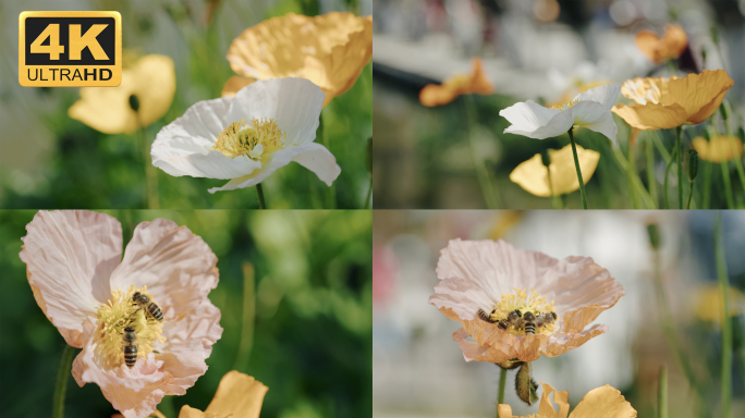 【4K】虞美人花开素材，蜜蜂花朵