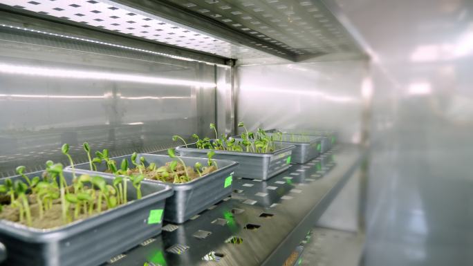 在实验室里的培养区域里发芽的种子