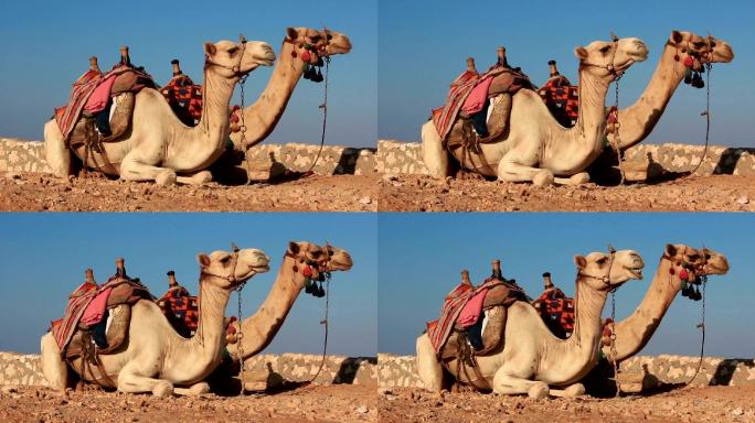 骆驼荒漠戈壁实拍视频特写镜头