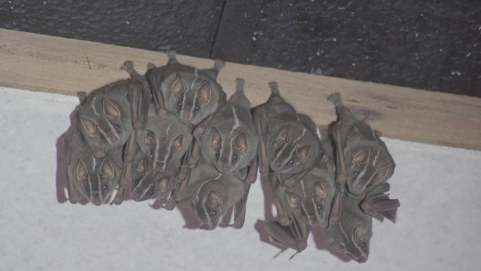 房檐下的蝙蝠