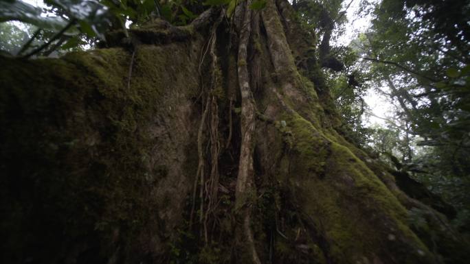 雨林中的大树热带雨林丹田大叔古树