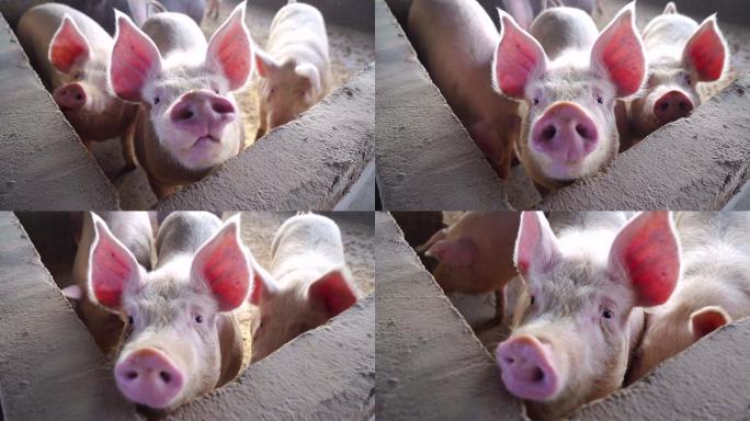一头猪对着镜头看-一头猪