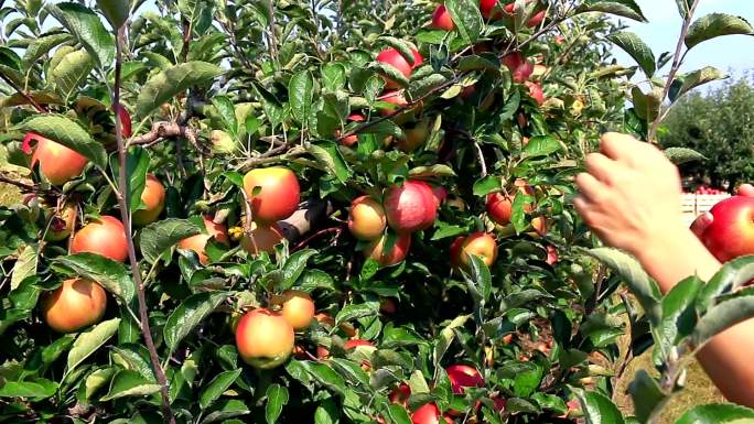 果园苹果采摘丰收苹果树摘苹果