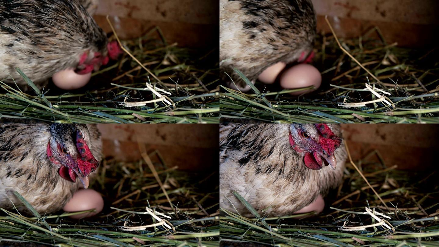鸡舍里的鸡蛋视频素材孵蛋