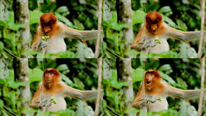 森林里的猴子丛林热带雨林吃果子