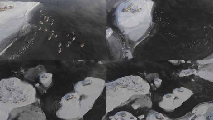 冰雪生态湿地野鸭子