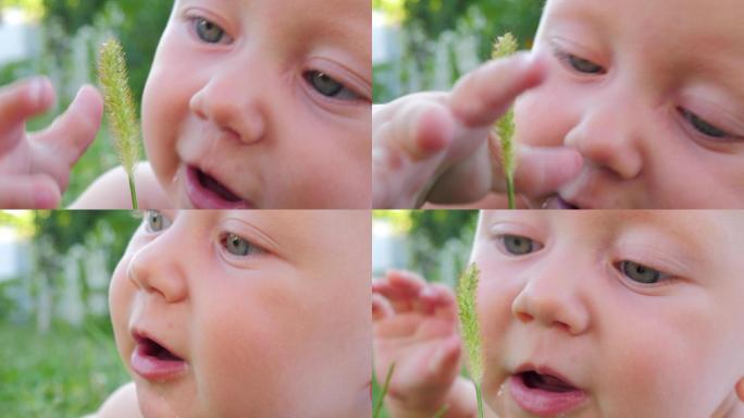 婴儿抚摸着绿草新生儿户外草坪