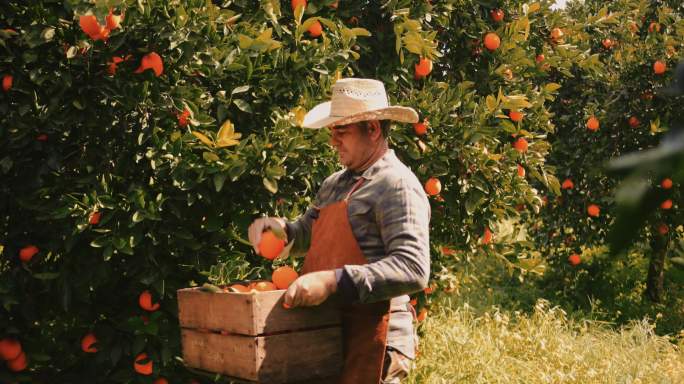 农民从橘树果园采摘成熟的橙子