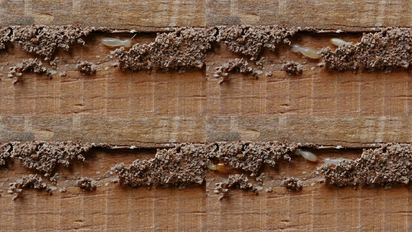 白蚁在腐烂的木头上