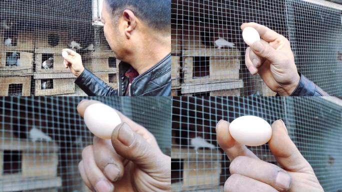 鸽子蛋 特写 鸽子窝 鸟蛋 营养品