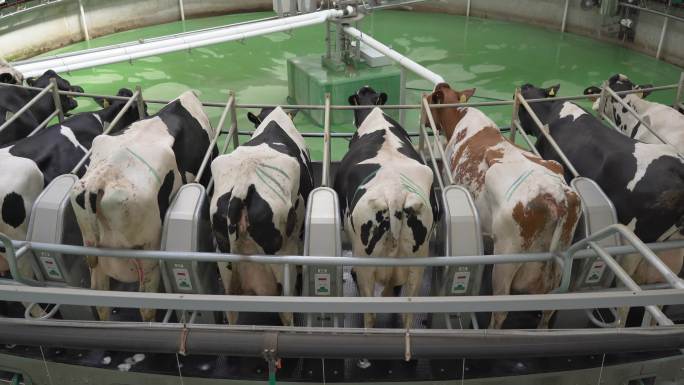 奶牛场的自动旋转挤奶机设备。