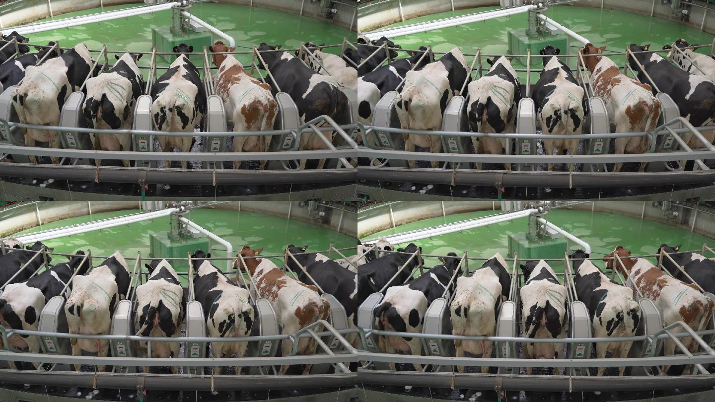 奶牛场的自动旋转挤奶机设备。