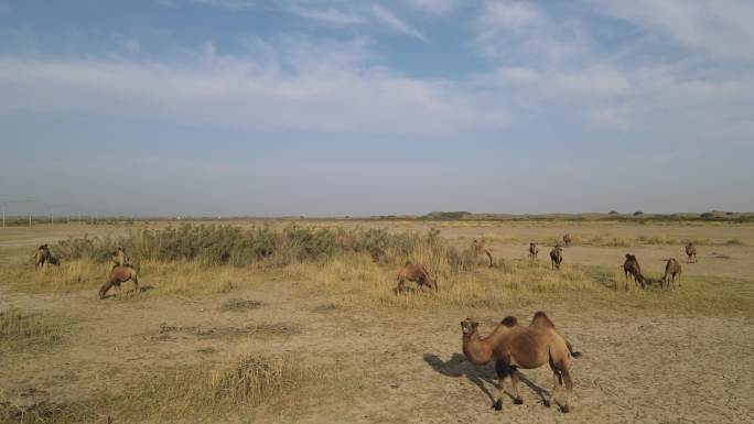 航拍西部戈壁滩沙漠中吃草的骆驼