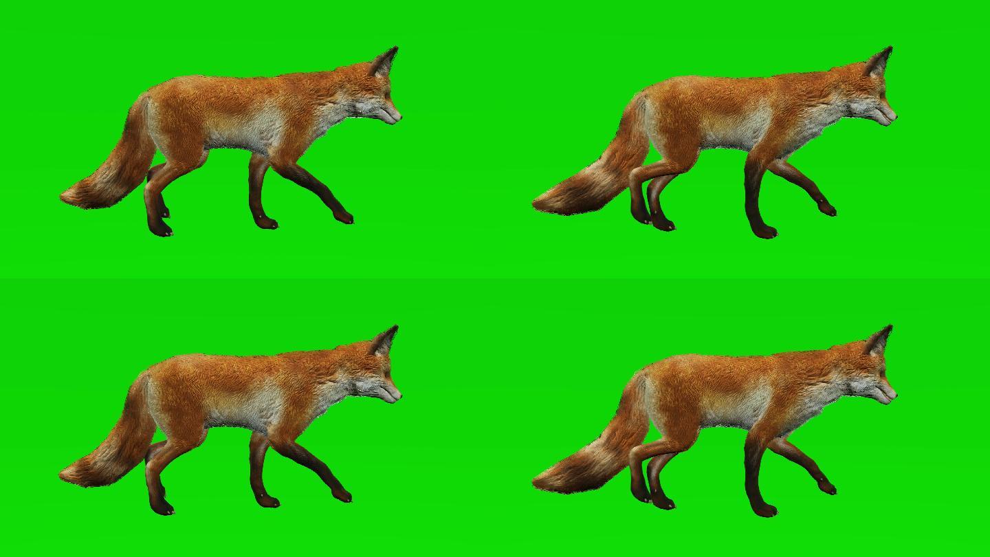 绿色屏幕上的狐狸_3840x2160_高清视频素材下载(编号:7272103)_影视
