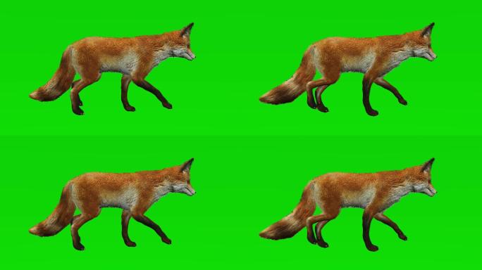 绿色屏幕上的狐狸