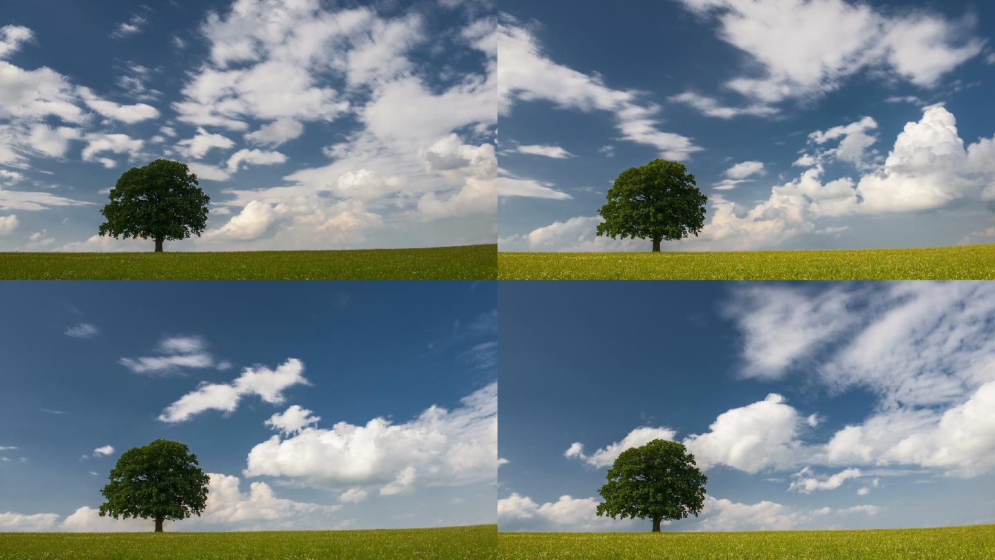 蓝天上的云在草地上的一棵树上移动