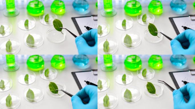 科学家检查了一片绿色的转基因叶子
