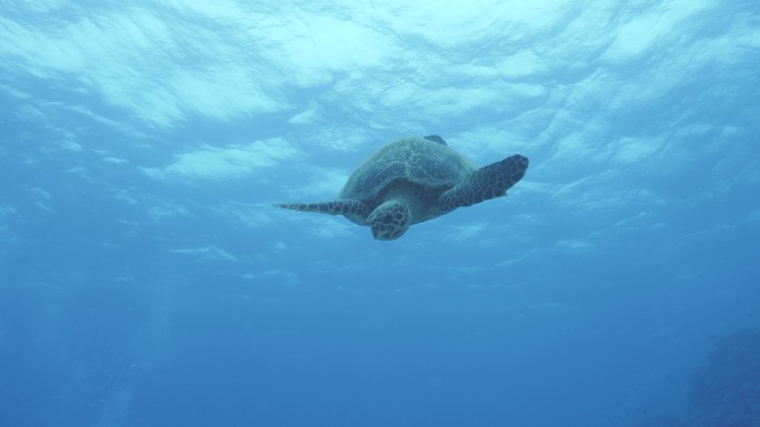 一只友好的海龟海洋大海深海环境海龟游泳