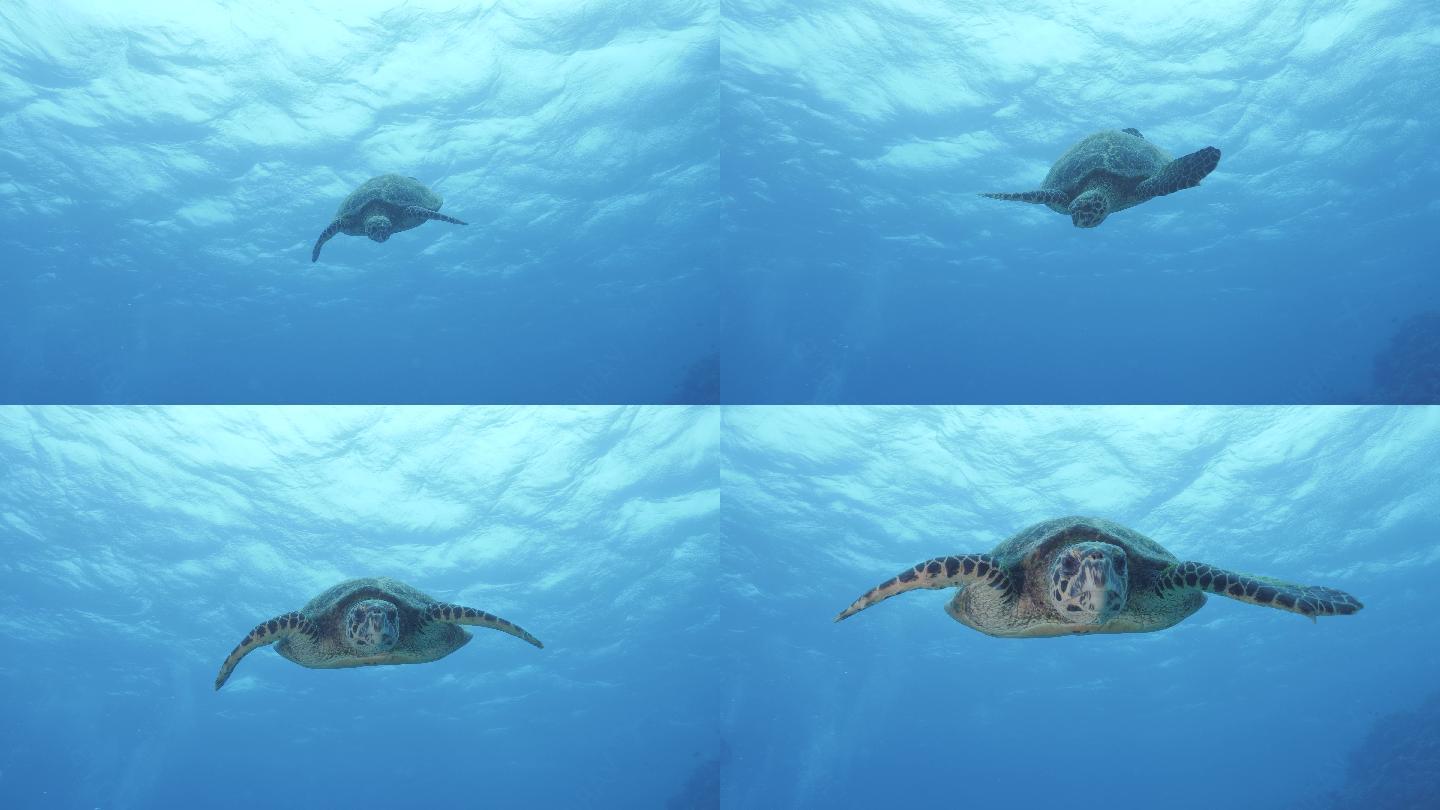 一只友好的海龟海洋大海深海环境海龟游泳