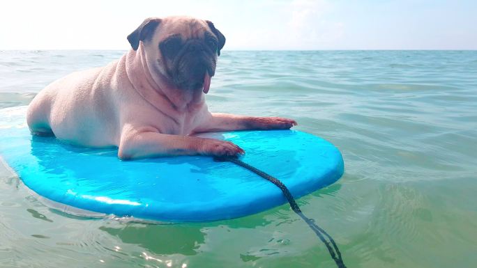 海上冲浪板上快乐的小哈巴狗