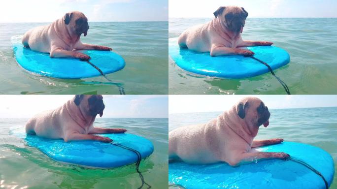 海上冲浪板上快乐的小哈巴狗