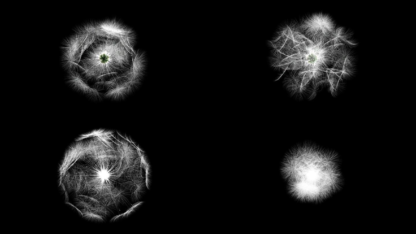 蒲公英舞动画特写镜头种子发芽生命力