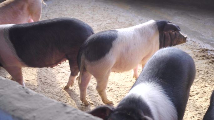 4K养猪场里的猪-畜牧业养殖业脱贫致富