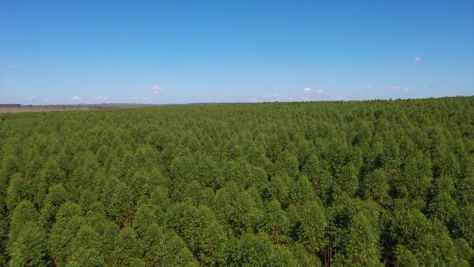 巴西桉树种植园唯美阳光森林树叶逆光竹林柳