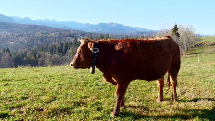 山上的牛草原高山草地牛肉