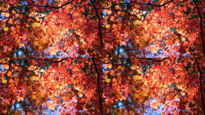 秋季秋天枫树枫叶光线穿过透过